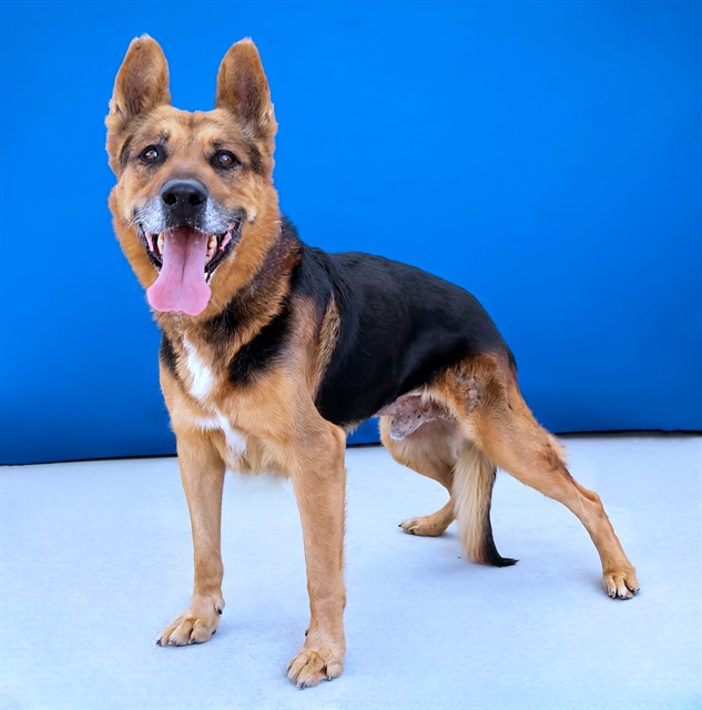 Maximus, a German Shepherd, available for adoption