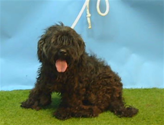 Muneca, a Poodle, available for adoption