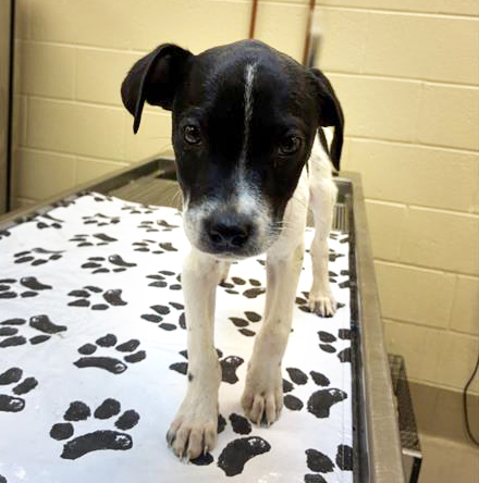 Tomaso, a Pit Bull Terrier, available for adoption