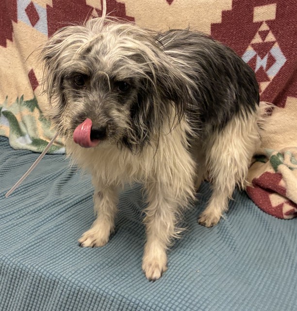 A5789991, a Maltese, available for adoption