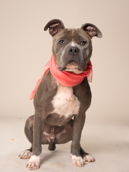 Boneyard, a Pit Bull Terrier, available for adoption