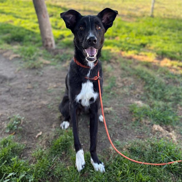 Syrus, a German Shepherd, available for adoption
