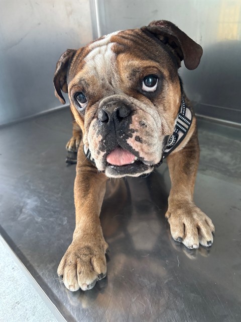 Kobe, a English Bulldog, available for adoption