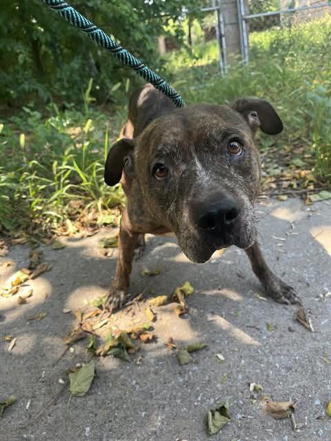 A478576, a American Staffordshire Terrier, available for adoption