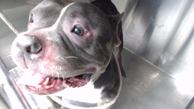 Brody, a Pit Bull Terrier, available for adoption