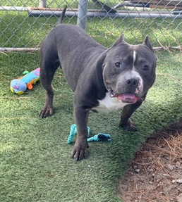 Brody, a Pit Bull Terrier, available for adoption