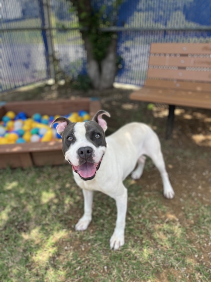 Kneesy, a Pit Bull Terrier, available for adoption