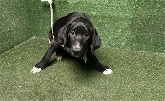 Berry, a Flat-coated Retriever, available for adoption