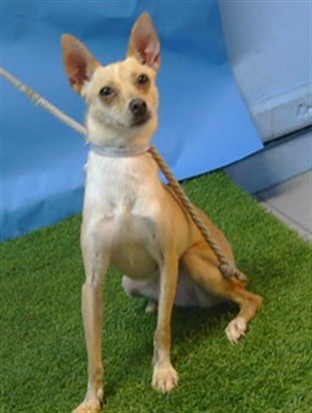 A5792394, a Chihuahua, available for adoption