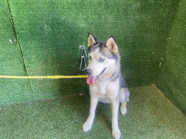 Maya, a Husky, available for adoption
