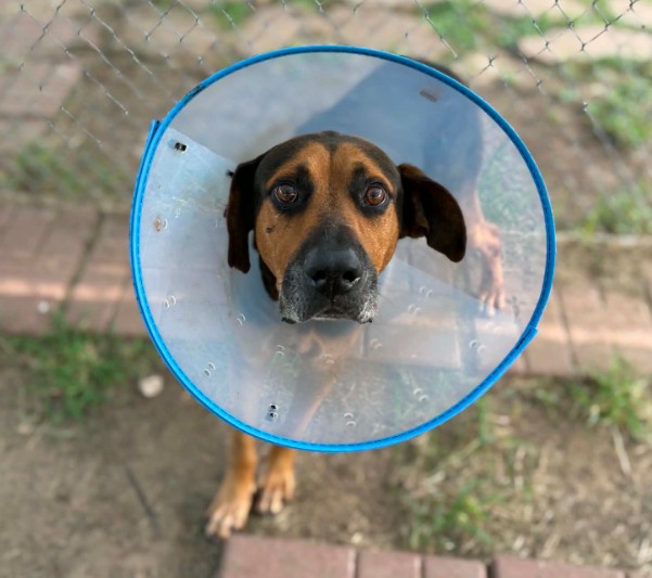 Marlon, a Black and Tan Coonhound (mix breed), available for adoption