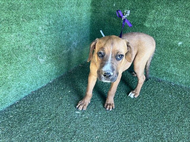 Plum, a Pit Bull Terrier, available for adoption