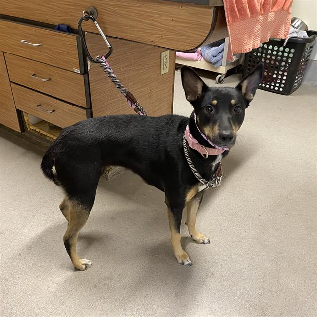 Shilo, a German Shepherd, available for adoption