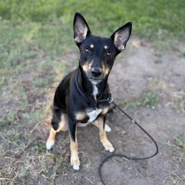 Adoptable pet photo