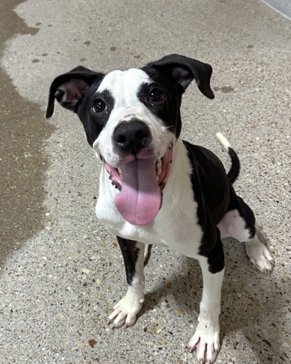 Adoptable pet photo