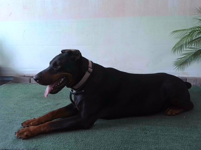 Adoptable pet photo