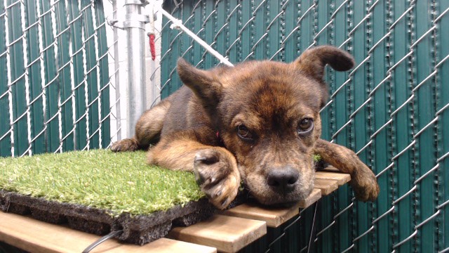 Adoptable pet photo