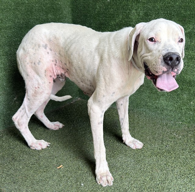 Zeus, a Dogo Argentino, available for adoption