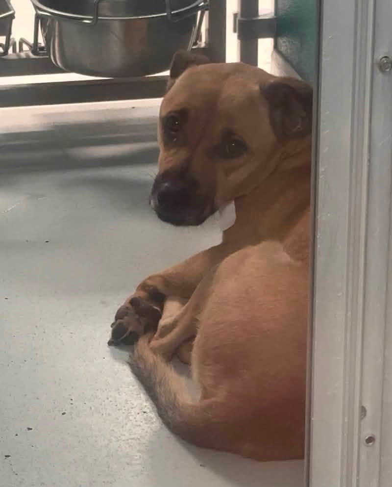 Purp, a Jack Russell Terrier (mix breed), available for adoption