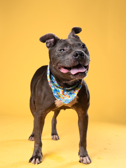 Lil Ol Lady, a Pit Bull Terrier, available for adoption
