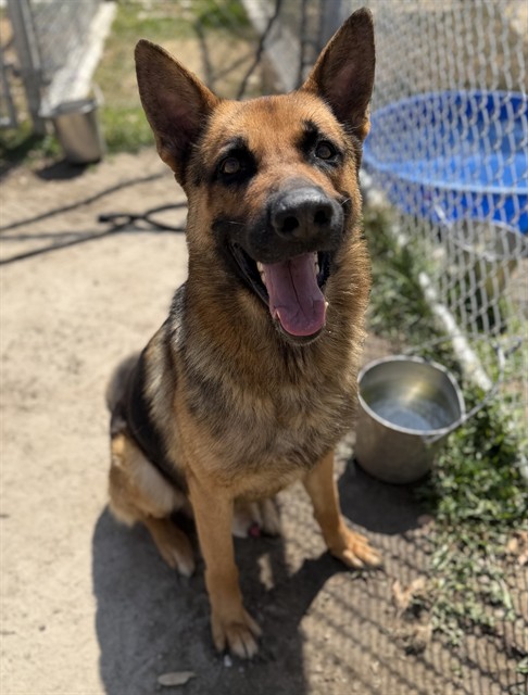Elroy, a Shepherd, available for adoption