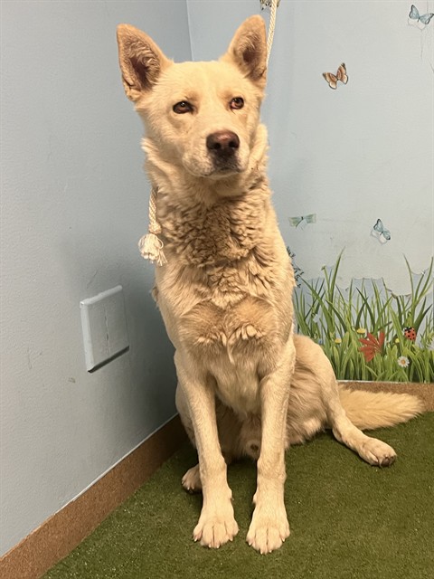 Gobby, a German Shepherd, available for adoption