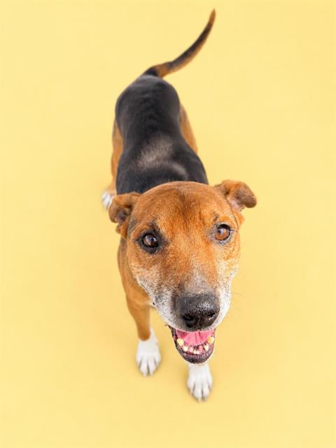 Badger, a American Staffordshire Terrier (mix breed), available for adoption
