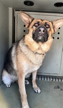 Elsa, a German Shepherd, available for adoption