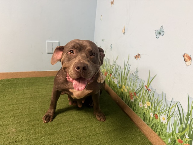 Koda, a Pit Bull Terrier, available for adoption