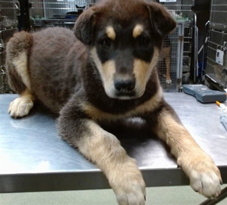 Honey, a German Shepherd (mix breed), available for adoption