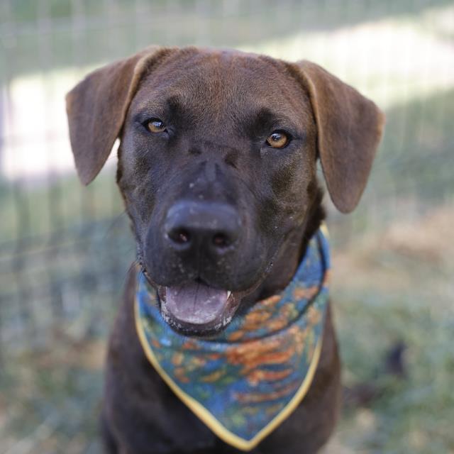 Heather, a American Staffordshire Terrier (mix breed), available for adoption