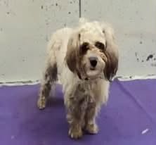 A2093438, a Poodle, available for adoption