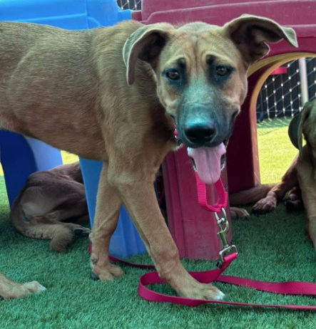 Leia, a German Shepherd, available for adoption