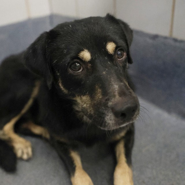 Denny, a Shepherd (mix breed), available for adoption