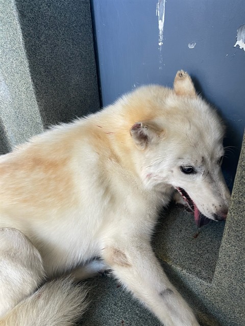 A5799928, a Siberian Husky, available for adoption