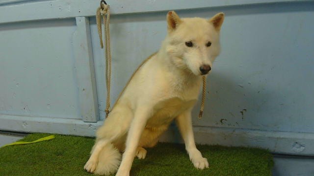 Kimchi, a Siberian Husky, available for adoption