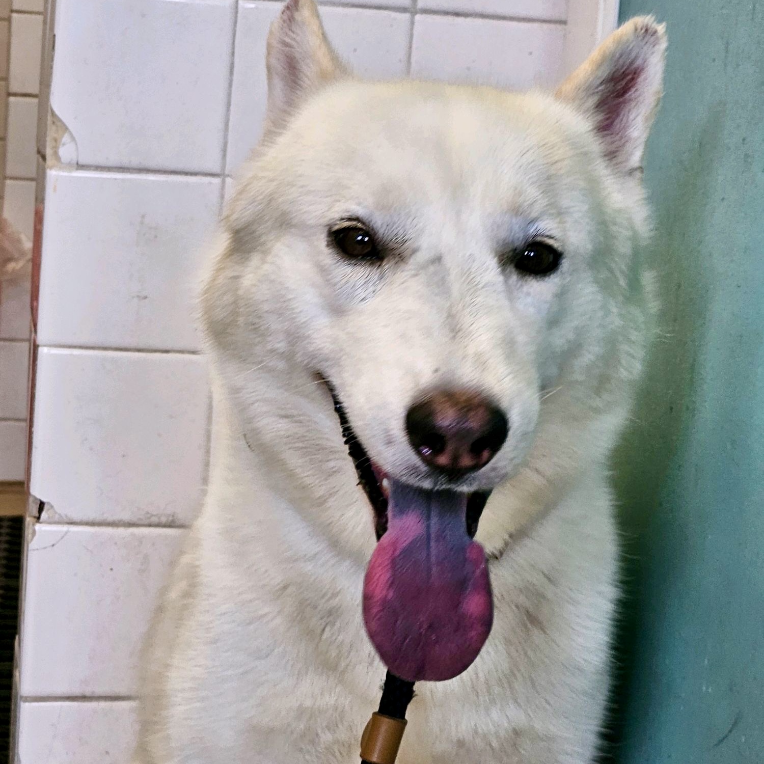 Kimchi, a Siberian Husky, available for adoption