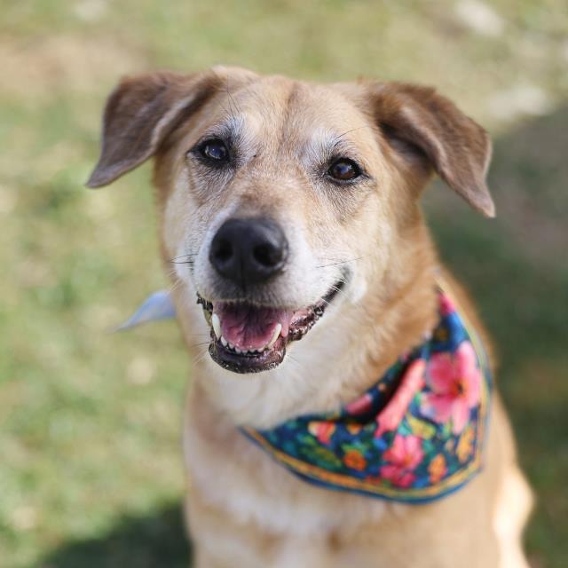 Miss Tootsie, a Shepherd (mix breed), available for adoption