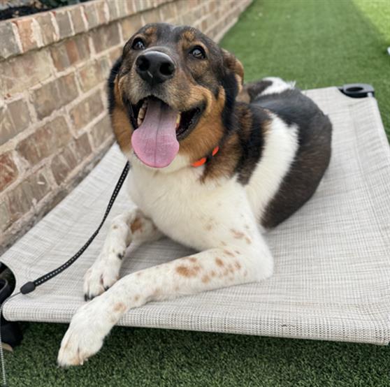 Bailey, a Spaniel (mix breed), available for adoption