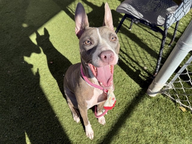 Cherry, a Bull Terrier (mix breed), available for adoption