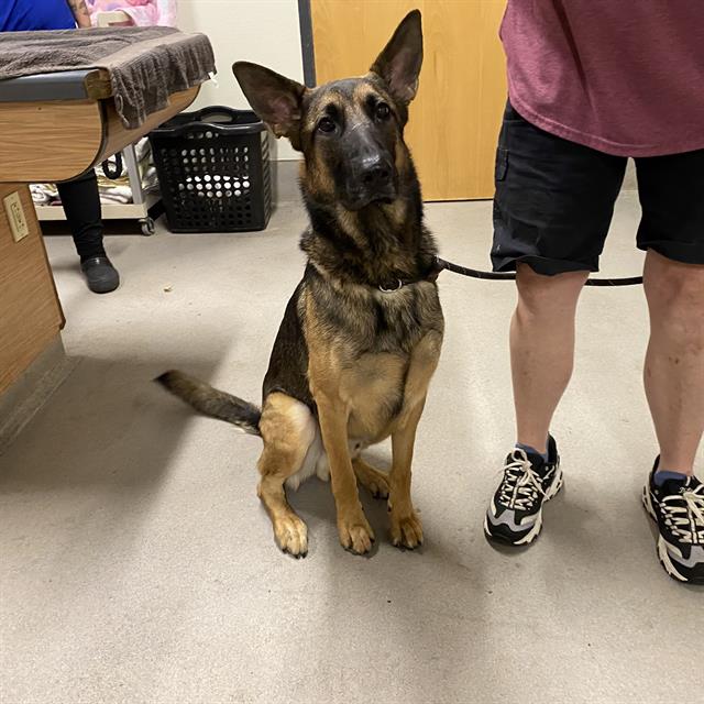 DogInDanger of Being Killed