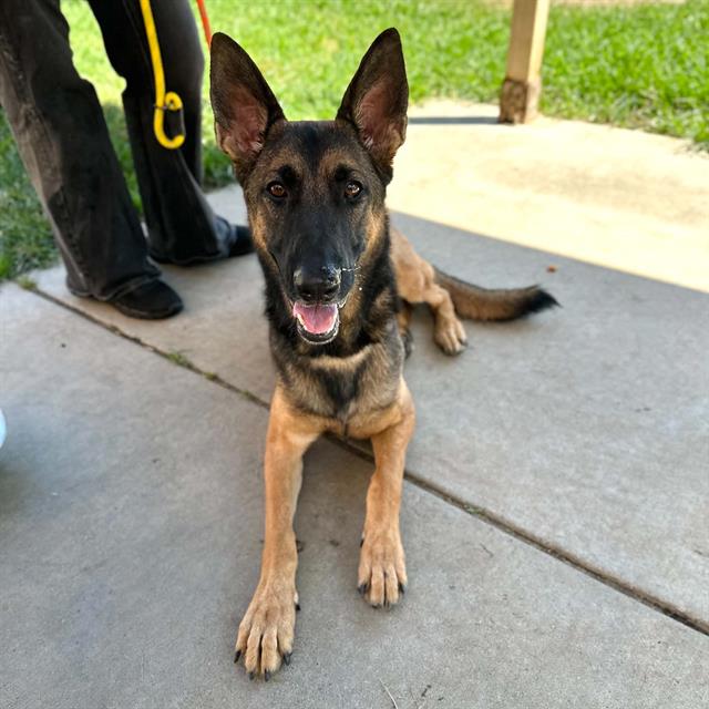 Diesel, a German Shepherd, available for adoption