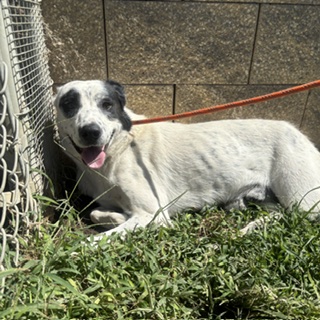 Spot, a Pit Bull Terrier, available for adoption