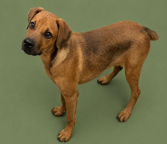 Fern, a Rhodesian Ridgeback (mix breed), available for adoption