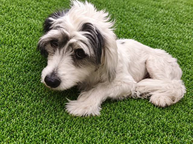 Spot, a Maltese, available for adoption