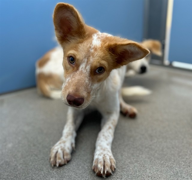Corduroy, a Australian Shepherd (mix breed), available for adoption