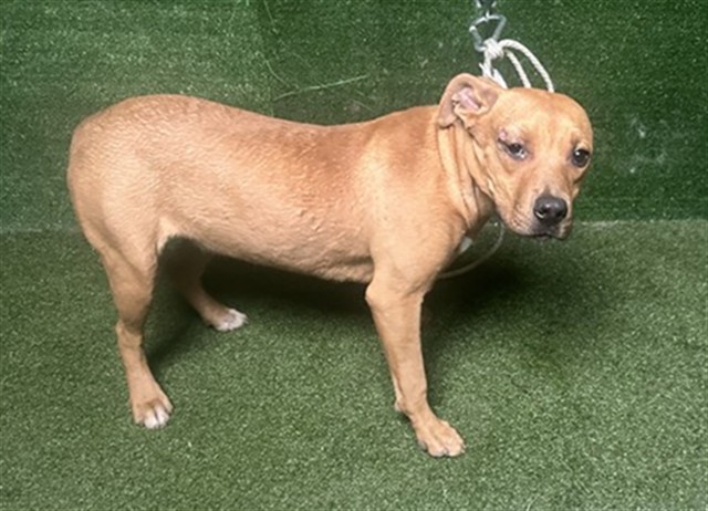 Peggy, a Pit Bull Terrier, available for adoption