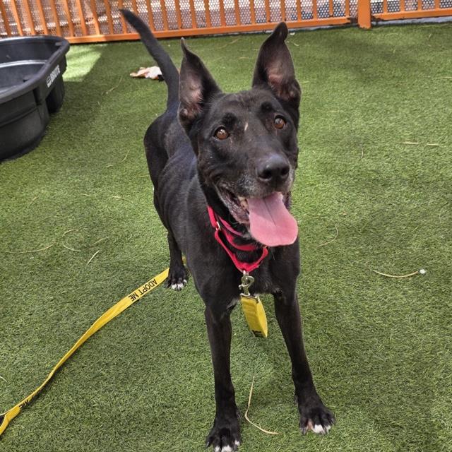 Ally, a Terrier, available for adoption