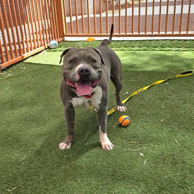 Cassey, a Pit Bull Terrier, available for adoption