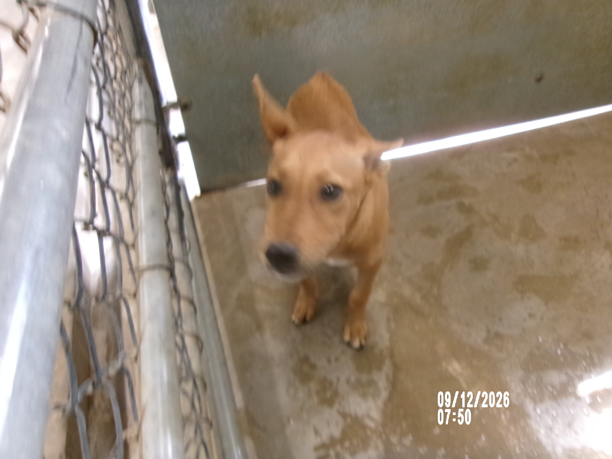 Farley, a Terrier (mix breed), available for adoption